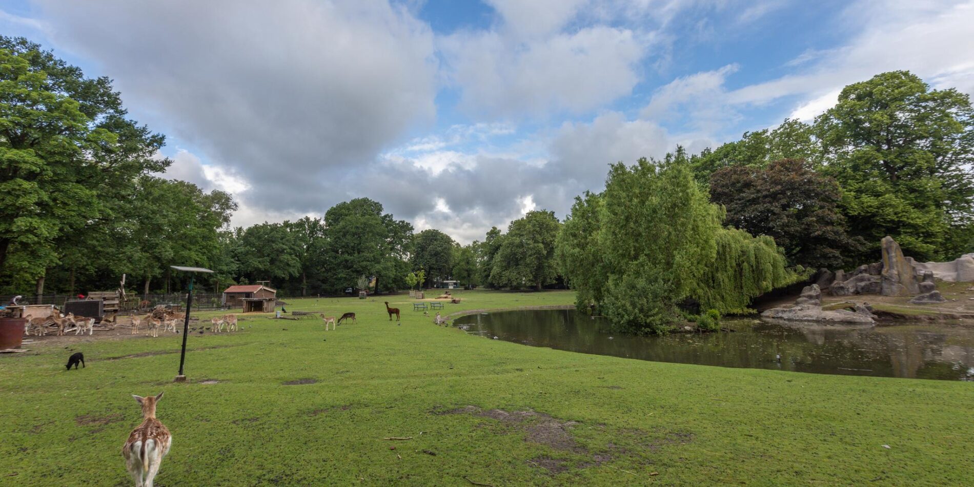 Royaards van den Hamkade 3-2 – Foto 33